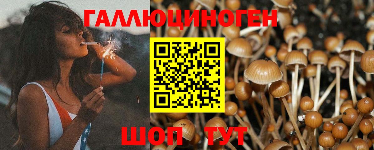Кохма  Псилоцибиновые грибы Psilocybe  Вход с VPN  Галлюциногенные грибы Magic Shrooms 